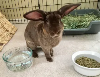 Archie