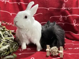 Snowflake and Roger