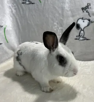 Elliot