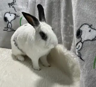 Elliot