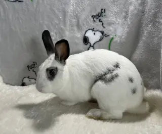 Elliot