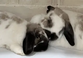 Roxanne and Theo