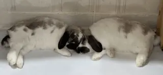 Roxanne and Theo