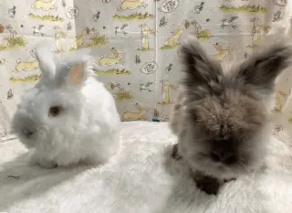 Apollo and Snowball