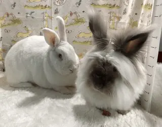 Harvey and Hobert