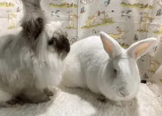 Harvey and Hobert