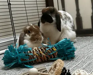 Willow and Winnie