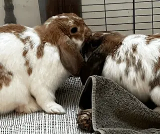 Willow and Winnie