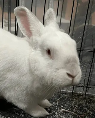 Clyde