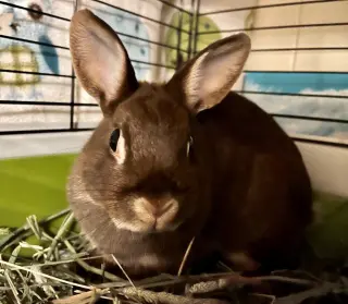 Louise