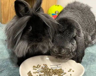 Nala and Simba