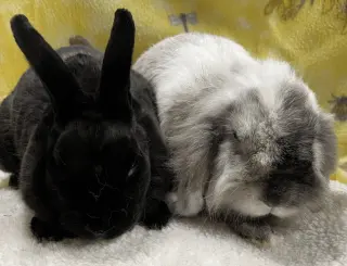 Shadow and Storm