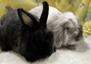 Shadow and Storm