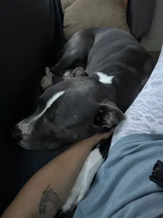 Bruno