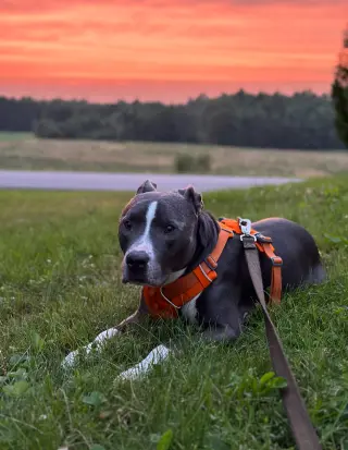 Bruno
