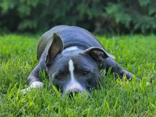 Bruno