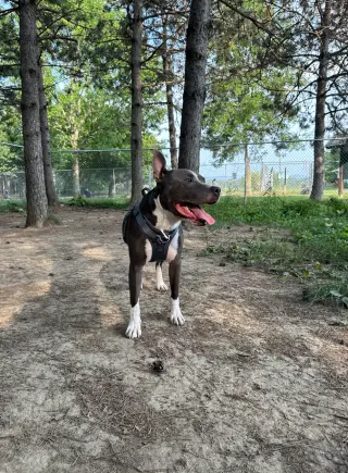 Bruno
