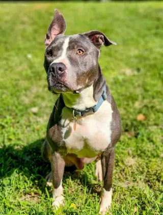 Bruno