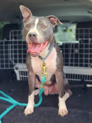 Bruno