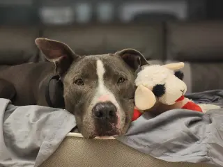 Bruno