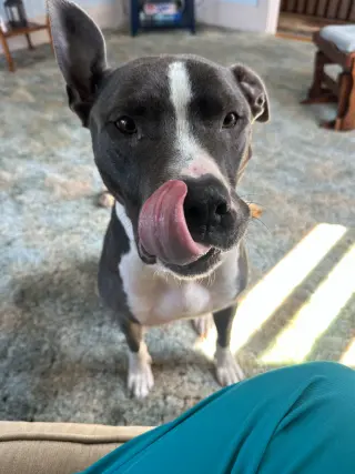 Bruno