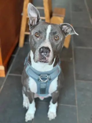 Bruno