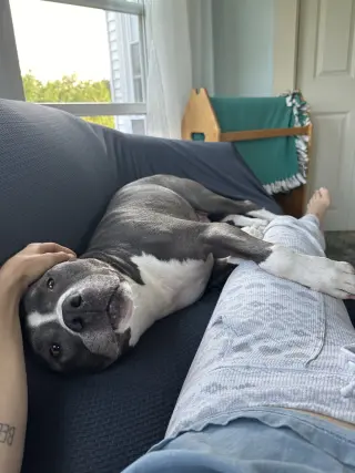 Bruno