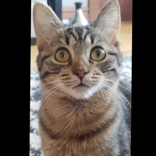 Paisley