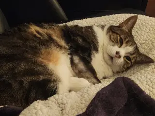 Deuce