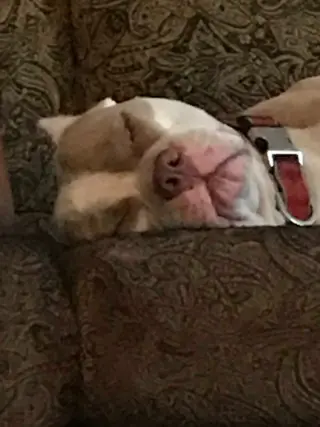 Zeus  **Courtesy Listing**