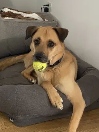 LUCAS