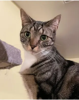 Brenda