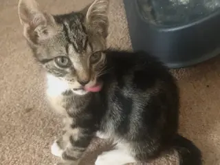 Brenda