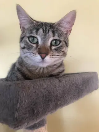 Bandit