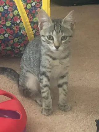 Bandit