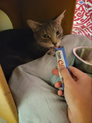 Bandit