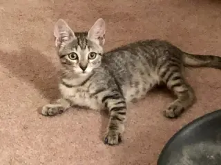 Bandit