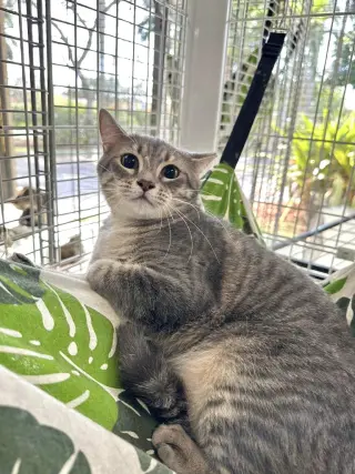 Jasmine TG