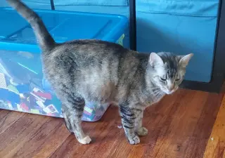 Pepper