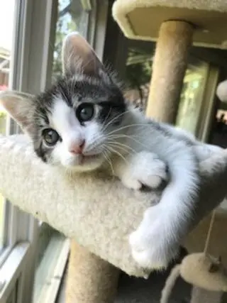 Cooper