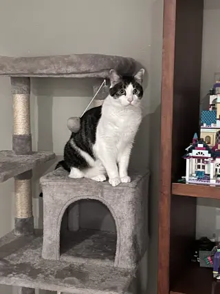 Cooper
