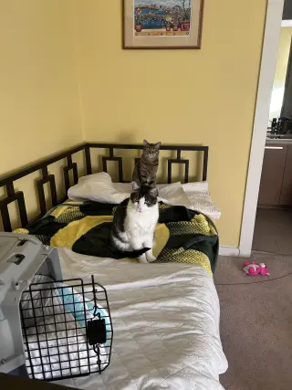 Cooper