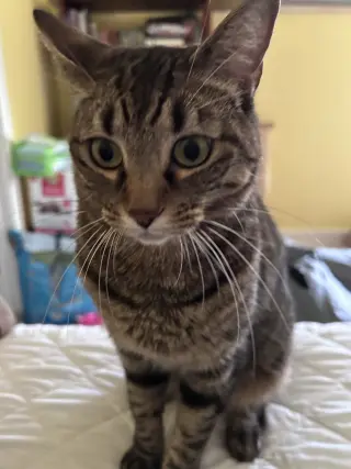 Amber