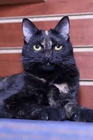 Kindra