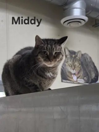 Middy