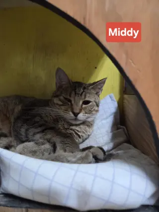 Middy