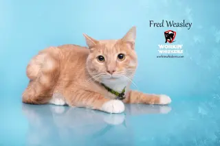 FRED WEASLEY
