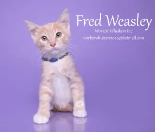 FRED WEASLEY