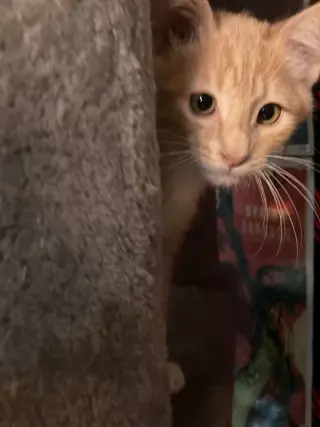 FRED WEASLEY