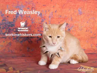 FRED WEASLEY